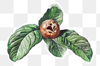Vintage medlar fruit with leaves sticker with white border