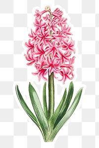 Vintage pink hyacinth flower sticker with white border