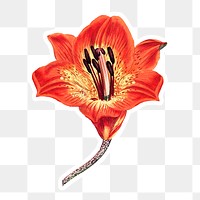 Vintage orange lily flower sticker with white border