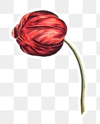 Vintage red tulip flower sticker with white border