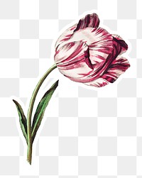 Vintage pink tulip flower sticker with white border