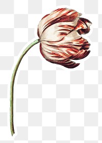 Vintage orange tulip flower sticker with white border