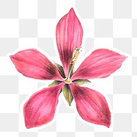 Vintage pink ketmia flower sticker with white border