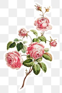 Vintage cabbage provence rose flower sticker with white border