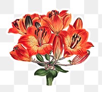Vintage orange lily flower sticker with white border