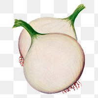 Onion png clip art, vintage watercolor graphic, digitally enhanced from our own original copy of The Open Door to Independence (1915) by Thomas E. Hill.