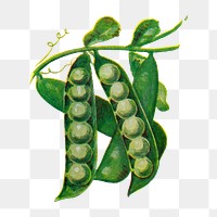 Peas png clip art, vintage watercolor graphic, digitally enhanced from our own original copy of The Open Door to Independence (1915) by Thomas E. Hill.