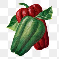 Bell Pepper png clip art, vintage watercolor graphic, digitally enhanced from our own original copy of The Open Door to Independence (1915) by Thomas E. Hill.
