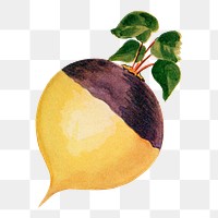 Rutabaga png clip art, vintage watercolor graphic, digitally enhanced from our own original copy of The Open Door to Independence (1915) by Thomas E. Hill.