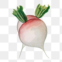 Turnip png clip art, vintage watercolor graphic, digitally enhanced from our own original copy of The Open Door to Independence (1915) by Thomas E. Hill.