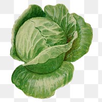 Cabbage png clip art, vintage watercolor graphic, digitally enhanced from our own original copy of The Open Door to Independence (1915) by Thomas E. Hill.