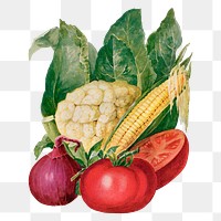 Vegetable png clip art, vintage watercolor graphic, digitally enhanced from our own original copy of The Open Door to Independence (1915) by Thomas E. Hill.