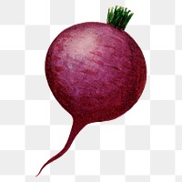 Beet png clip art, vintage watercolor graphic, digitally enhanced from our own original copy of The Open Door to Independence (1915) by Thomas E. Hill.