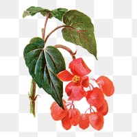 Begonia flower png sticker, watercolor illustration, digitally enhanced from our own original copy of The Open Door to Independence (1915) by Thomas E. Hill.