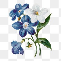 Browallia flower png sticker, watercolor illustration, digitally enhanced from our own original copy of The Open Door to Independence (1915) by Thomas E. Hill.