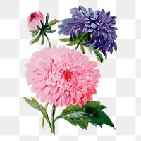 Aster flower png sticker, watercolor illustration, digitally enhanced from our own original copy of The Open Door to Independence (1915) by Thomas E. Hill.