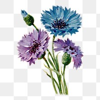 Bachelor's button flower png sticker, watercolor illustration, digitally enhanced from our own original copy of The Open Door to Independence (1915) by Thomas E. Hill.