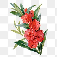 Balsam flower png sticker, watercolor illustration, digitally enhanced from our own original copy of The Open Door to Independence (1915) by Thomas E. Hill.