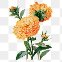 Calendula flower png sticker, watercolor illustration, digitally enhanced from our own original copy of The Open Door to Independence (1915) by Thomas E. Hill.