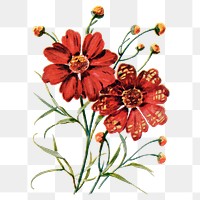 Calliopsis flower png sticker, watercolor illustration, digitally enhanced from our own original copy of The Open Door to Independence (1915) by Thomas E. Hill.