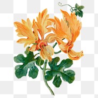 Canary vine flower png sticker, watercolor illustration, digitally enhanced from our own original copy of The Open Door to Independence (1915) by Thomas E. Hill.