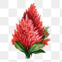 Celosia flower png sticker, watercolor illustration, digitally enhanced from our own original copy of The Open Door to Independence (1915) by Thomas E. Hill.