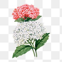 Centranthus flower png sticker, watercolor illustration, digitally enhanced from our own original copy of The Open Door to Independence (1915) by Thomas E. Hill.