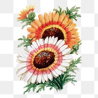 Chrysanthemum flower png sticker, watercolor illustration, digitally enhanced from our own original copy of The Open Door to Independence (1915) by Thomas E. Hill.