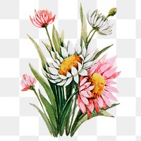 Acroclinium flower png sticker, watercolor illustration, digitally enhanced from our own original copy of The Open Door to Independence (1915) by Thomas E. Hill.