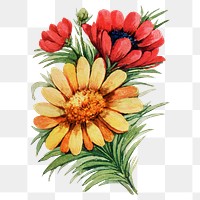 Adonis flower png sticker, watercolor illustration, digitally enhanced from our own original copy of The Open Door to Independence (1915) by Thomas E. Hill.