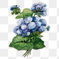 Ageratum flower png sticker, watercolor illustration, digitally enhanced from our own original copy of The Open Door to Independence (1915) by Thomas E. Hill.