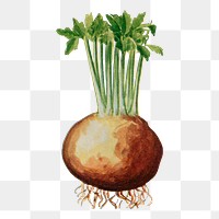 Celeriac png clip art, vintage watercolor graphic, digitally enhanced from our own original copy of The Open Door to Independence (1915) by Thomas E. Hill.