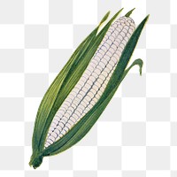 Corn png clip art, vintage watercolor graphic, digitally enhanced from our own original copy of The Open Door to Independence (1915) by Thomas E. Hill.