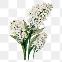 Alyssum flower png sticker, watercolor illustration, digitally enhanced from our own original copy of The Open Door to Independence (1915) by Thomas E. Hill.