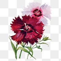 Dianthus flower png sticker, watercolor illustration, digitally enhanced from our own original copy of The Open Door to Independence (1915) by Thomas E. Hill.