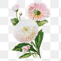 Double Daisy flower png sticker, watercolor illustration, digitally enhanced from our own original copy of The Open Door to Independence (1915) by Thomas E. Hill.