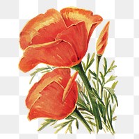 Eschscholtzia flower png sticker, watercolor illustration, digitally enhanced from our own original copy of The Open Door to Independence (1915) by Thomas E. Hill.