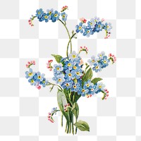 Forget me not flower png sticker, watercolor illustration, digitally enhanced from our own original copy of The Open Door to Independence (1915) by Thomas E. Hill.