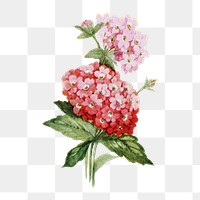 Verbena flower png sticker, watercolor illustration, digitally enhanced from our own original copy of The Open Door to Independence (1915) by Thomas E. Hill.