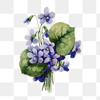 Violets flower png sticker, watercolor illustration, digitally enhanced from our own original copy of The Open Door to Independence (1915) by Thomas E. Hill.