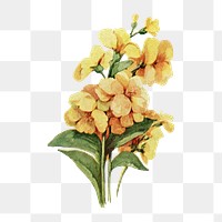 Wallflower png sticker, watercolor illustration, digitally enhanced from our own original copy of The Open Door to Independence (1915) by Thomas E. Hill.