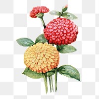 Zinnia flower png sticker, watercolor illustration, digitally enhanced from our own original copy of The Open Door to Independence (1915) by Thomas E. Hill.