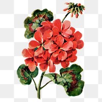 Geranium flower png sticker, watercolor illustration, digitally enhanced from our own original copy of The Open Door to Independence (1915) by Thomas E. Hill.