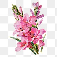 Gladiolus flower png sticker, watercolor illustration, digitally enhanced from our own original copy of The Open Door to Independence (1915) by Thomas E. Hill.