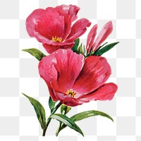 Godetia flower png sticker, watercolor illustration, digitally enhanced from our own original copy of The Open Door to Independence (1915) by Thomas E. Hill.