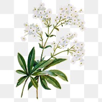 Gypsophila flower png sticker, watercolor illustration, digitally enhanced from our own original copy of The Open Door to Independence (1915) by Thomas E. Hill.