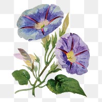 Four o'clock flower png sticker, watercolor illustration, digitally enhanced from our own original copy of The Open Door to Independence (1915) by Thomas E. Hill.