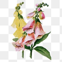 Fox glove flower png sticker, watercolor illustration, digitally enhanced from our own original copy of The Open Door to Independence (1915) by Thomas E. Hill.