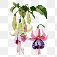 Fuchsias flower png sticker, watercolor illustration, digitally enhanced from our own original copy of The Open Door to Independence (1915) by Thomas E. Hill.