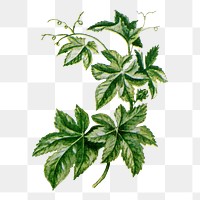 Japanese hop leaf png sticker, watercolor illustration, digitally enhanced from our own original copy of The Open Door to Independence (1915) by Thomas E. Hill.